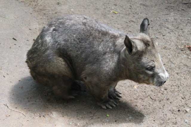 wombat